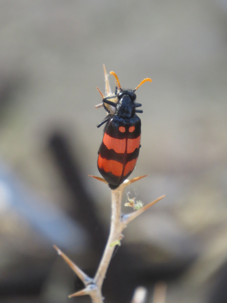 Hycleus versutus