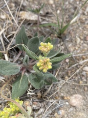 Eriogonum flavum flavum