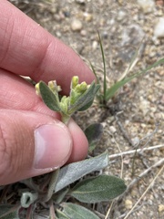 Eriogonum flavum flavum