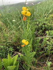 Lilium bosniacum