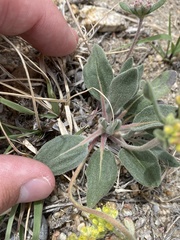 Eriogonum flavum flavum
