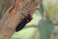 Huechys sanguinea