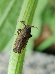 Asiraca