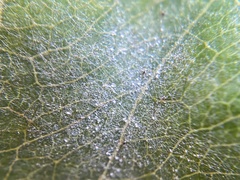 Podosphaera amelanchieris