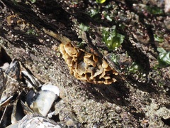 Primavelans insculpta