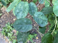 Podosphaera amelanchieris