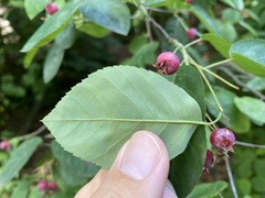 Podosphaera amelanchieris