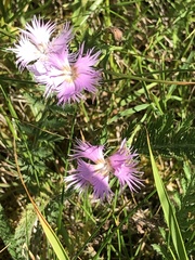 Dianthus hyssopifolius
