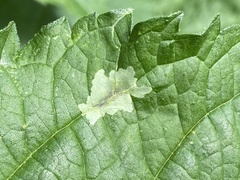 Calycomyza platyptera