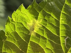 Calycomyza platyptera