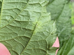 Calycomyza platyptera