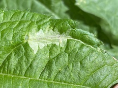 Calycomyza platyptera