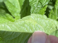 Calycomyza platyptera