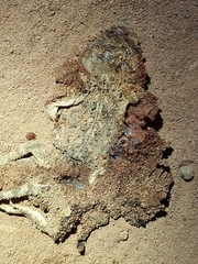 Agama aculeata distanti