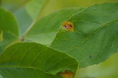 Puccinia sparganioidis