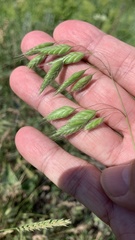 Bromus squarrosus villosus