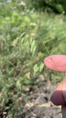 Bromus squarrosus villosus