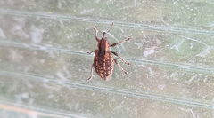 Brachypera zoilus