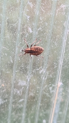 Brachypera zoilus
