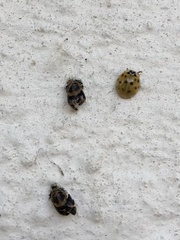 Harmonia axyridis