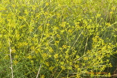 Bilacunaria boissieri
