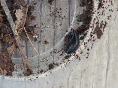 Necrophila americana