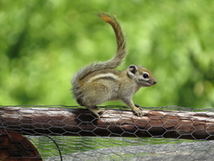 Funisciurus congicus