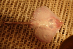 Malacoraja spinacidermis