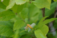 Puccinia sparganioidis