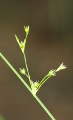 Juncus coriaceus