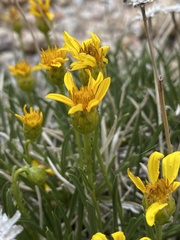 Stenotus armerioides armerioides