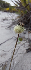 Astylus lineatus