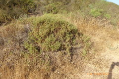 Sarcopoterium spinosum