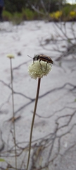 Astylus lineatus