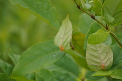 Puccinia sparganioidis
