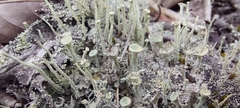 Cladonia subsquamosa