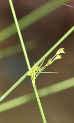 Juncus coriaceus