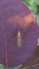 Chioneinae