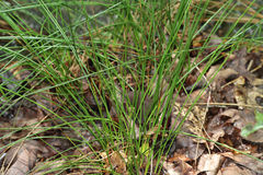 Juncus coriaceus