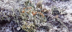 Cladonia polyscypha