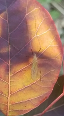 Chioneinae