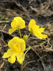Utricularia inflata