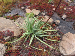 Kniphofia caulescens