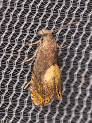 Dichrorampha bittana