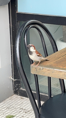 Passer domesticus