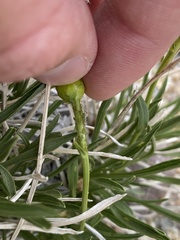 Stenotus armerioides armerioides