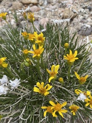 Stenotus armerioides armerioides