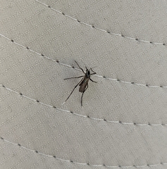 Psorophora longipalpus