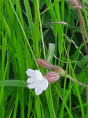 Silene latifolia