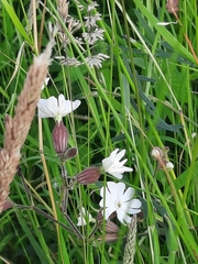 Silene latifolia